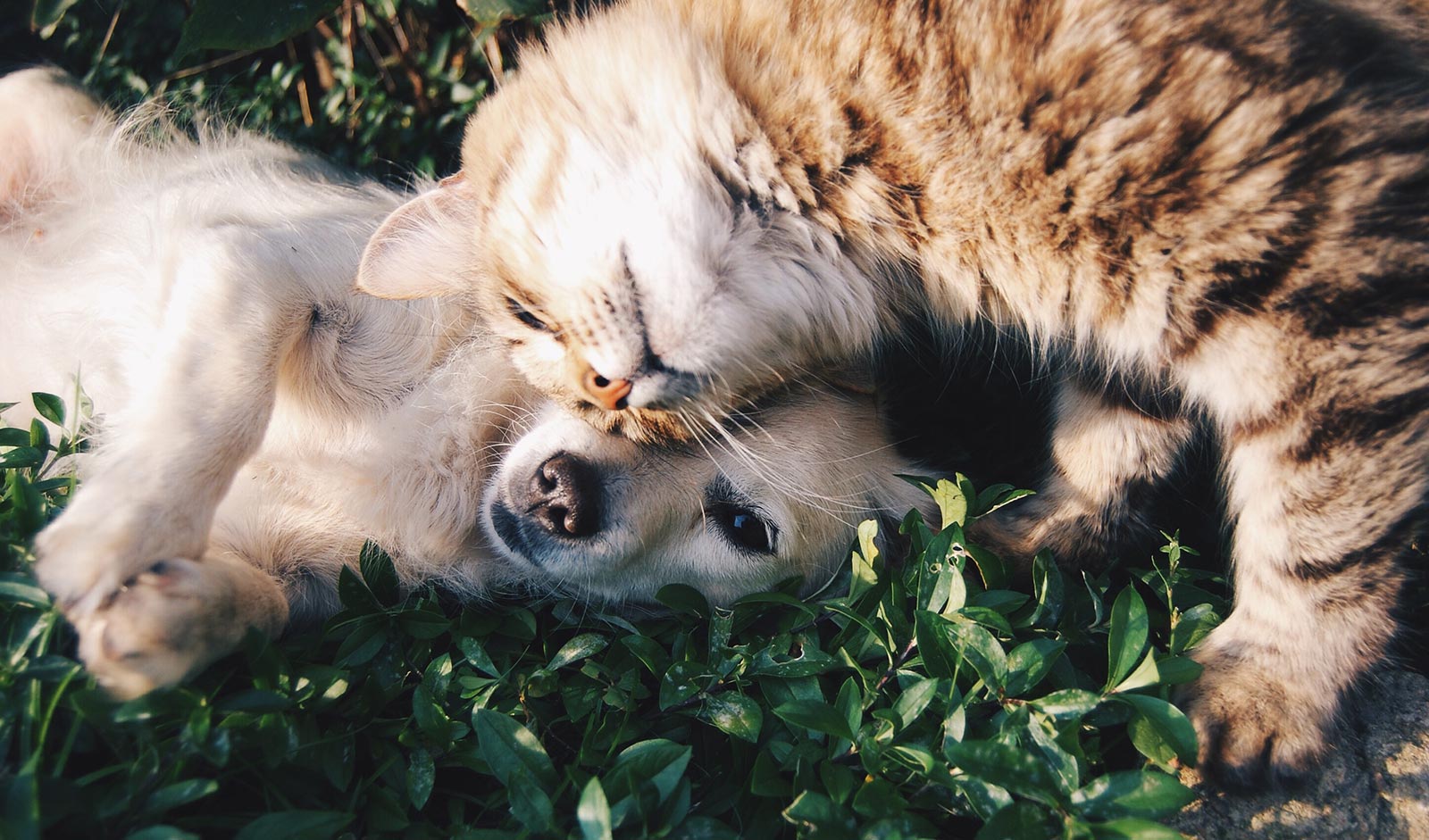 A dog and cat.